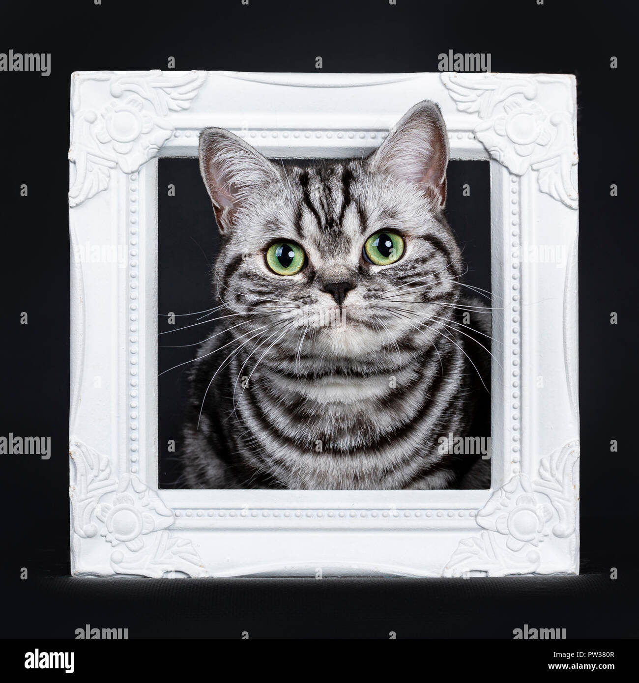 Excellent Black Silver Tabby Blotched Green Eyed British Shorthair