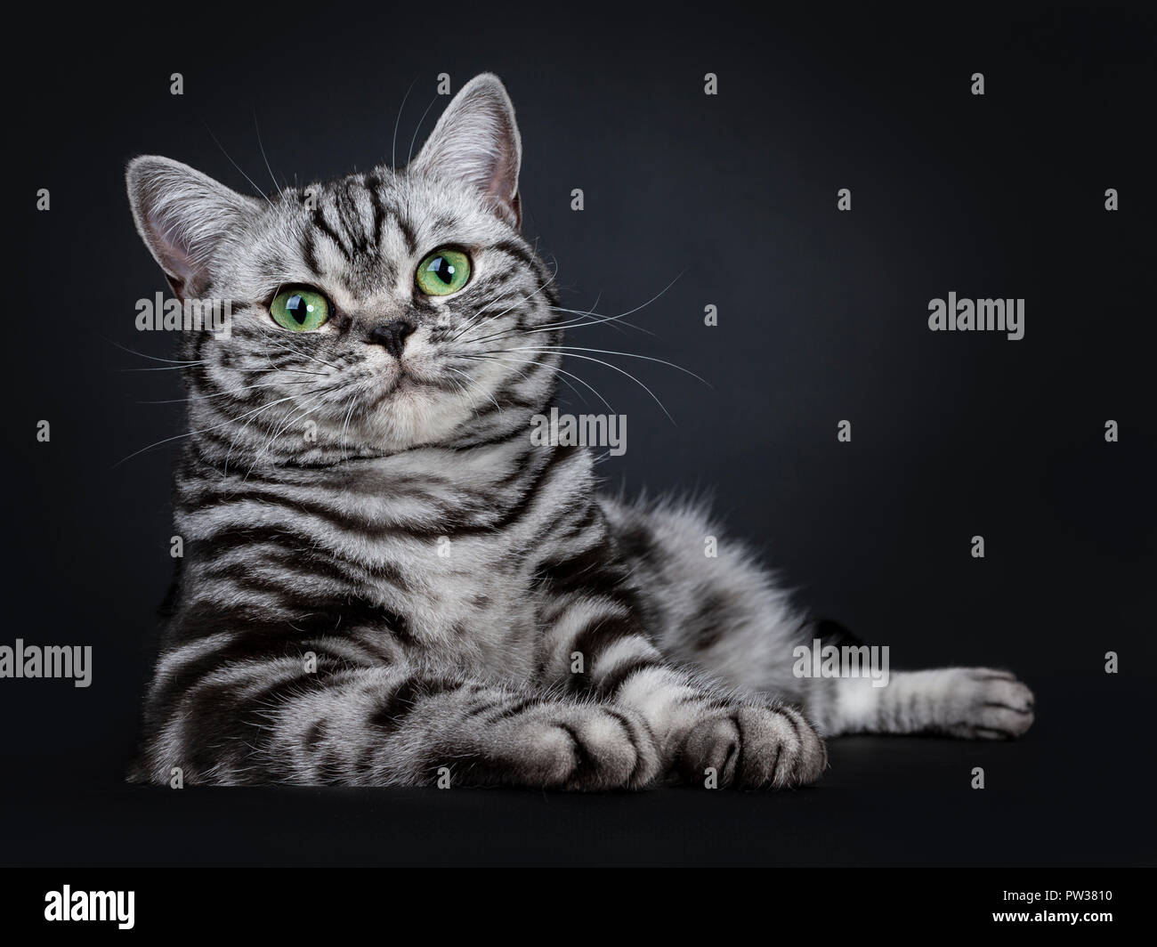 Excellent Black Silver Tabby Blotched Green Eyed British Shorthair