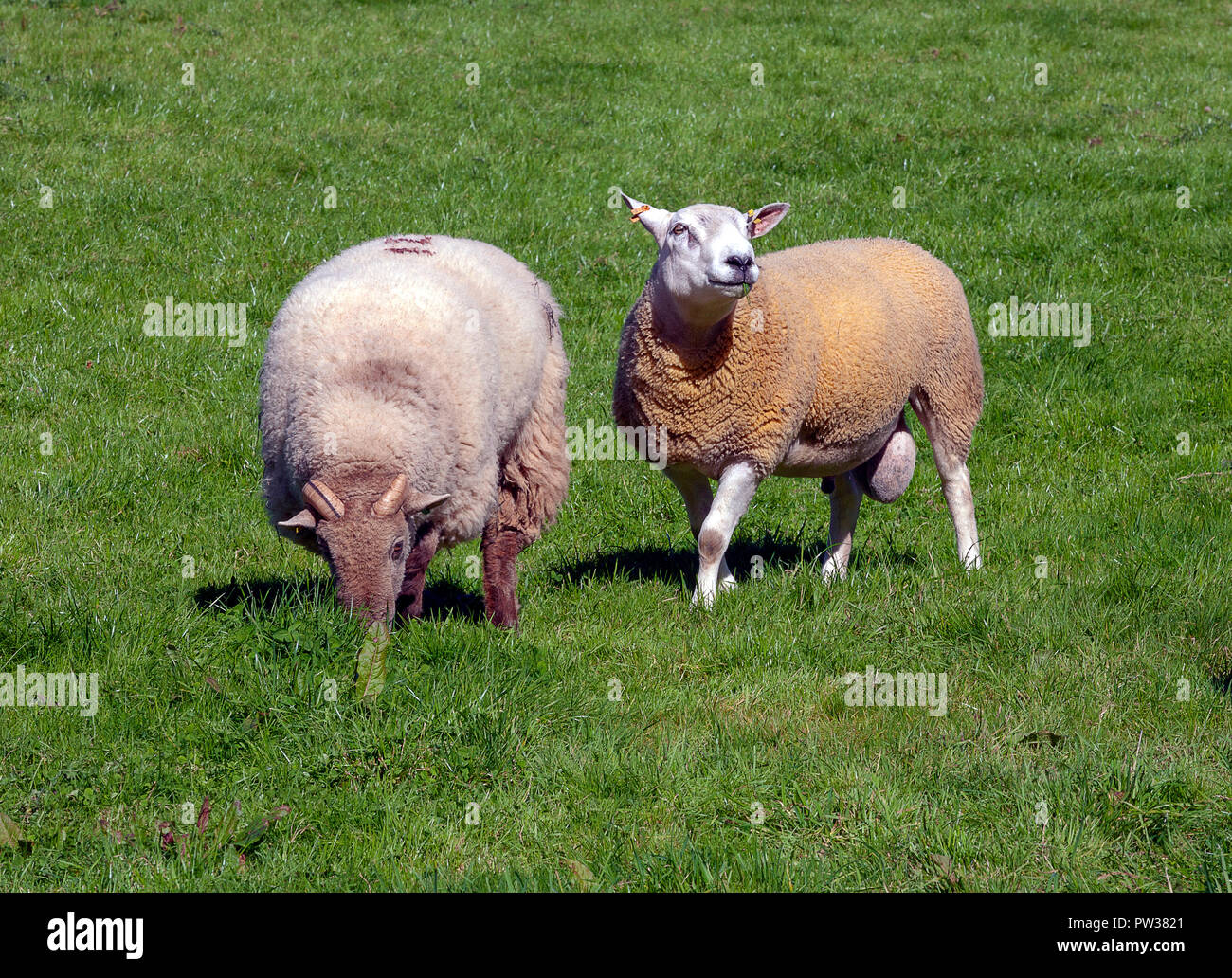 Welsh rams in a field in Brecon Stock Photo