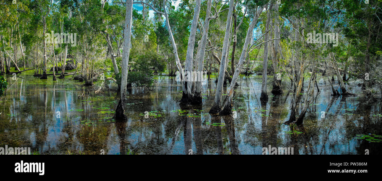 Panorama of Mangrove swamp Stock Photo