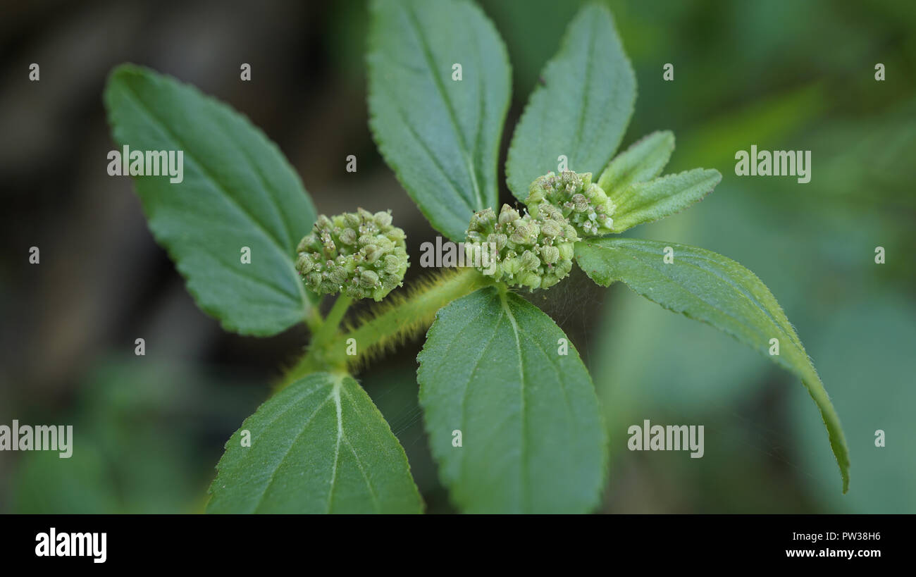 Upland Weed Euphorbia hirta flowers Stock Photo