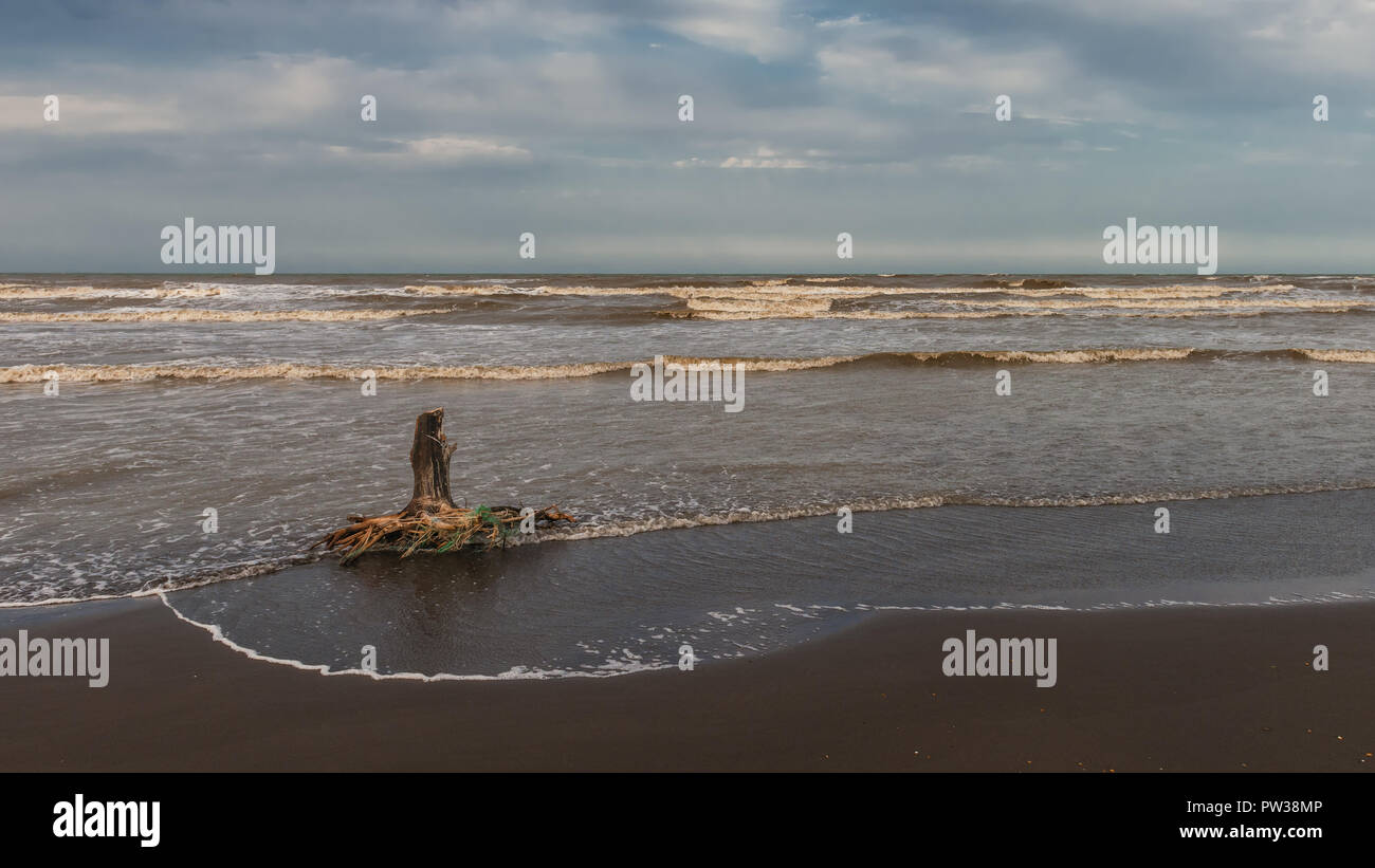 Old wooden snag on the sea shore Stock Photo
