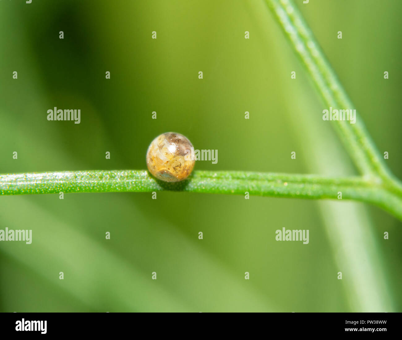 Swallowtail butterfly egg hires stock photography and images Alamy