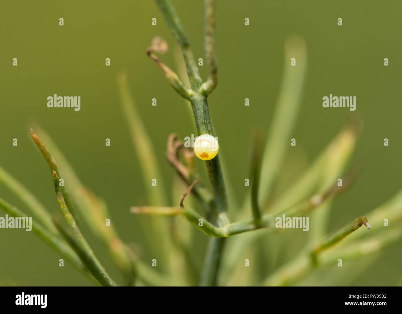 Newly laid Black Swallowtail butterfly egg on a Dill weed stem Stock