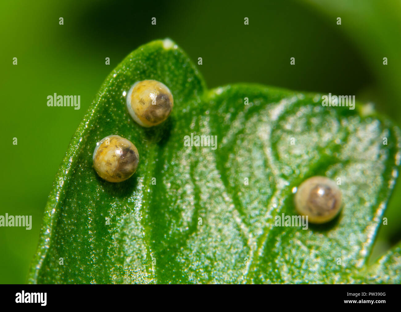 Swallowtail butterfly egg hires stock photography and images Alamy