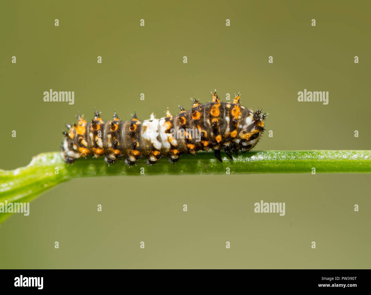 Tiny second instar of Eastern Black Swallowtail caterpillar resting on a parsley stem Stock Photo