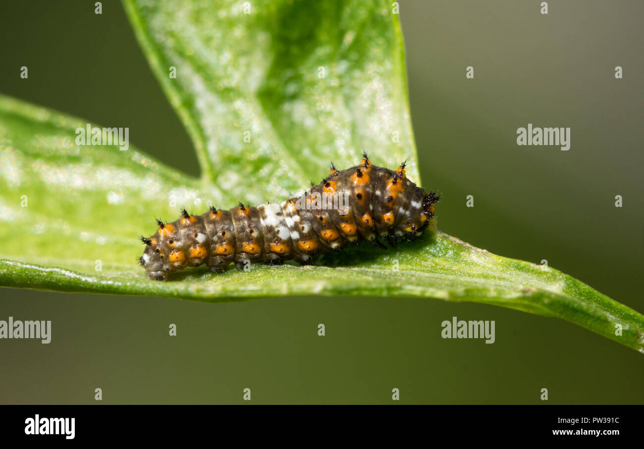 Tiny Eastern Black Swallowtail second instar caterpillar resting on a parsley leaf Stock Photo