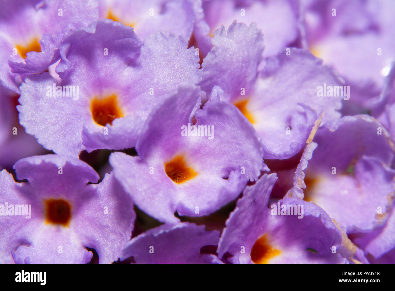 Closeup of violet Butterfly bush, Buddleia davidii, flower cluster Stock Photo