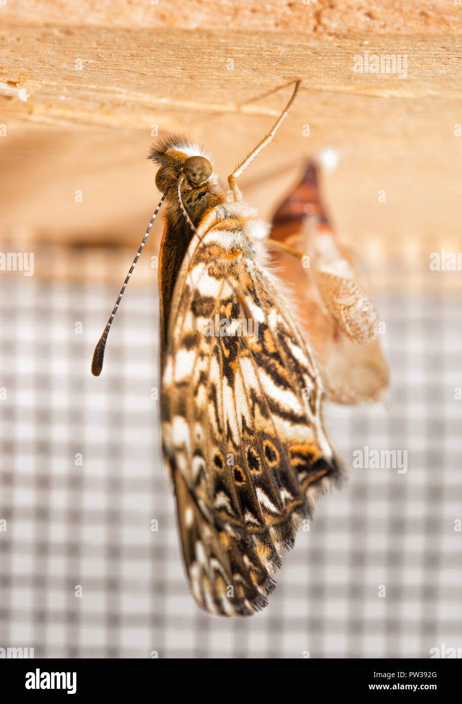 Freshly eclosed Gorgone Checkerspot butterfly drying his wings, hanging near the shell of the chrysalis he emerged out of Stock Photo