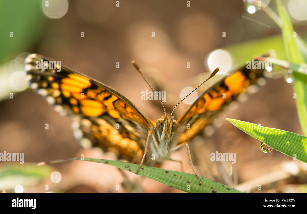 Front view of a tiny Gorgone Checkerspot butterfly resting on a blade of grass with dew drops around him Stock Photo