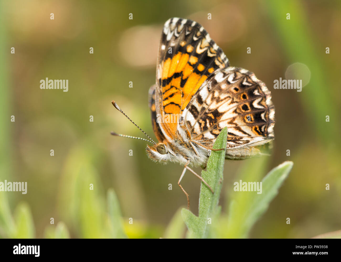 Ventral view of a freshly eclosed, tiny, Gorgone Checkerspot butterfly perched on a leaf in summer sun Stock Photo
