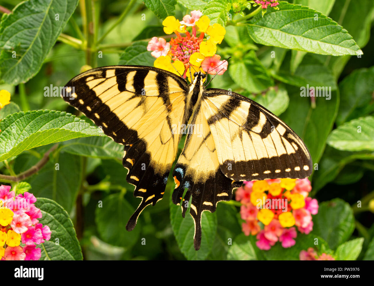 Beautiful yellow and black Eastern Tiger Swallowtail butterfly pollinating a colorful Lantana flower Stock Photo