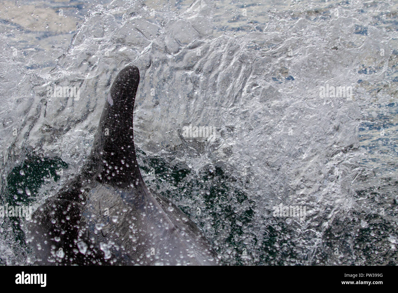 White-beaked dolphin breaking water Stock Photo