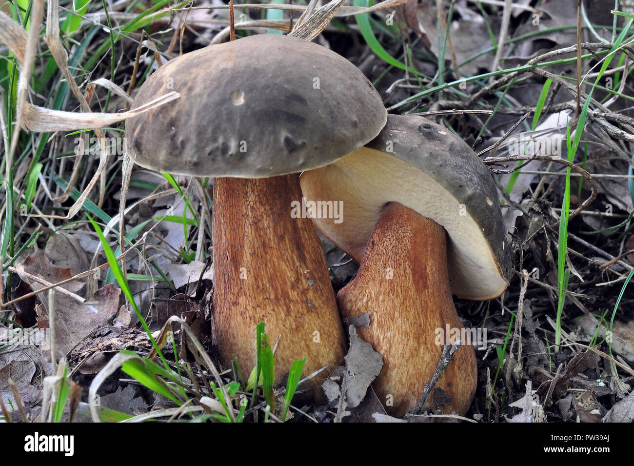Boletus aereus hires stock photography and images Alamy