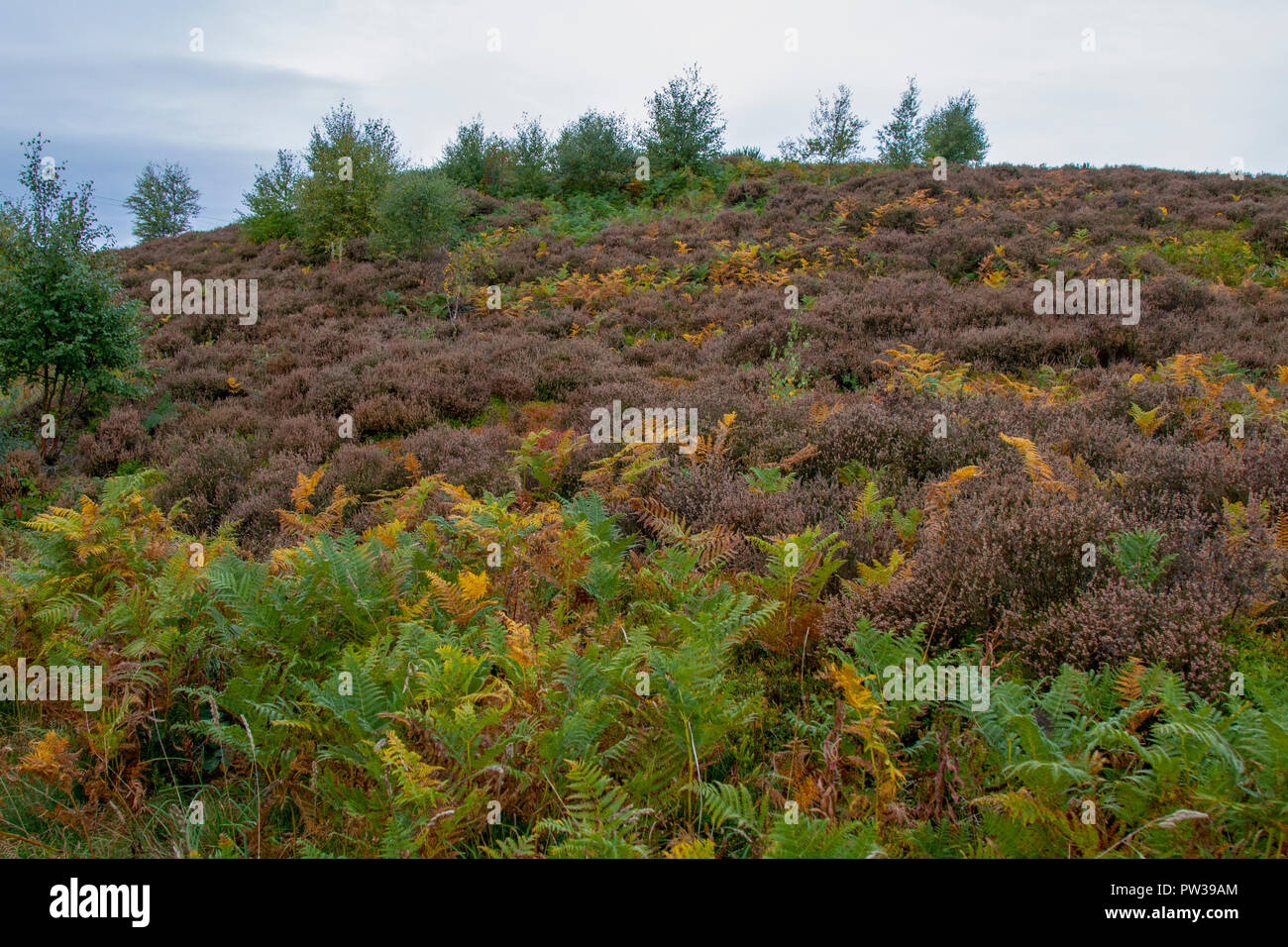 Autumnal colours on Waldridge Fell Stock Photo