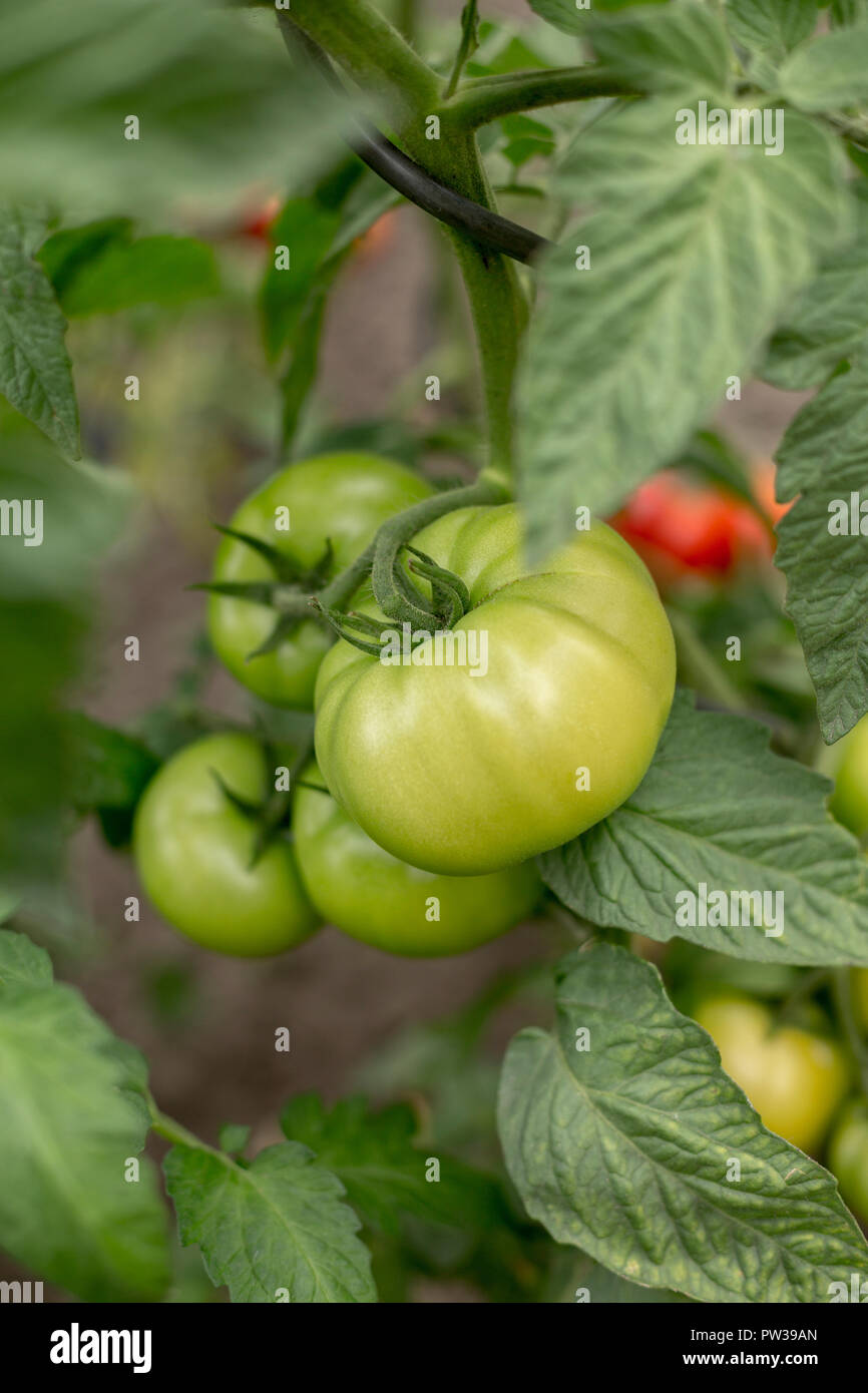 Organic green and red tomatoes growing on a tomato plant in the garden ...