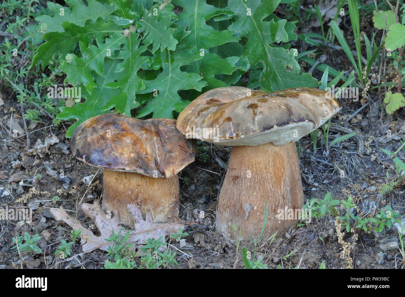 Boletus aereus hires stock photography and images Alamy