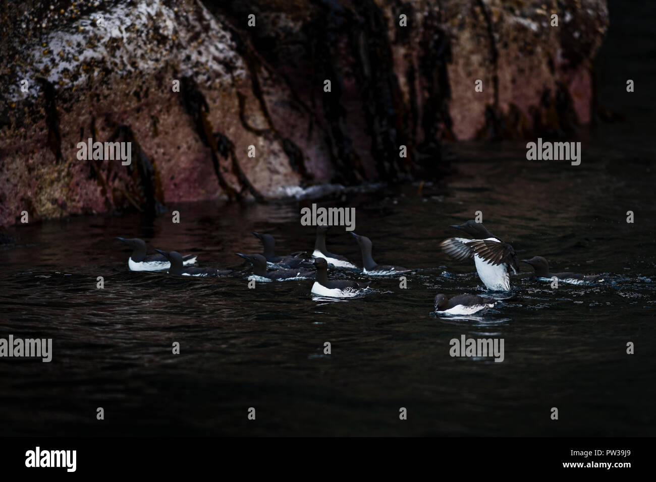 Guillemot - Uria aalge, black and white sea bird from ocean coasts and reefs, Atlantic ocean, Shetlands, Scotland. Stock Photo