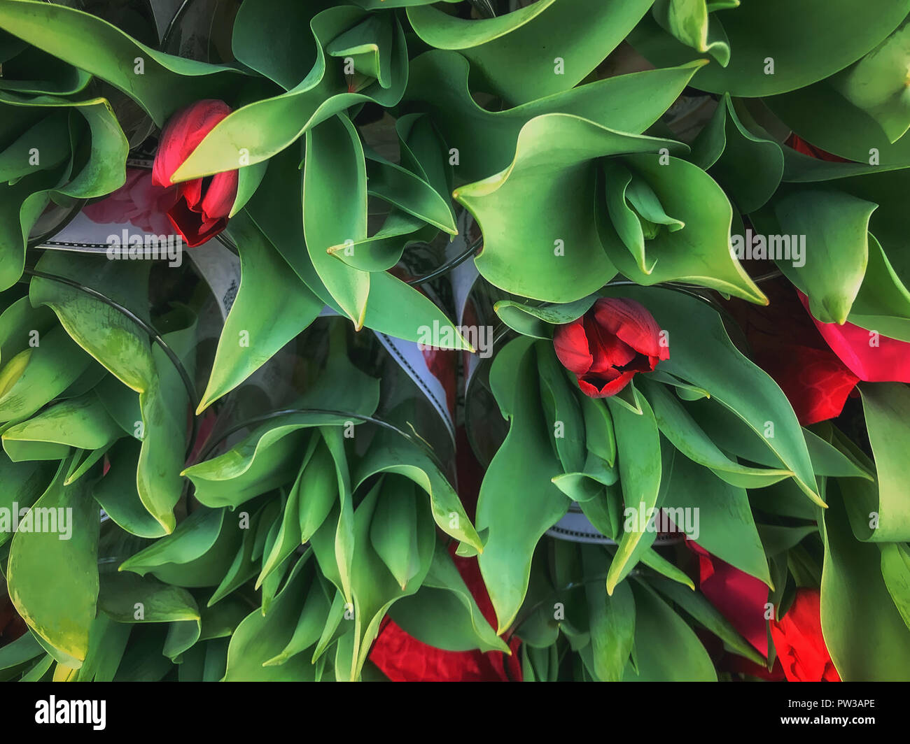 Bold patterns in red hi-res stock photography and images - Alamy