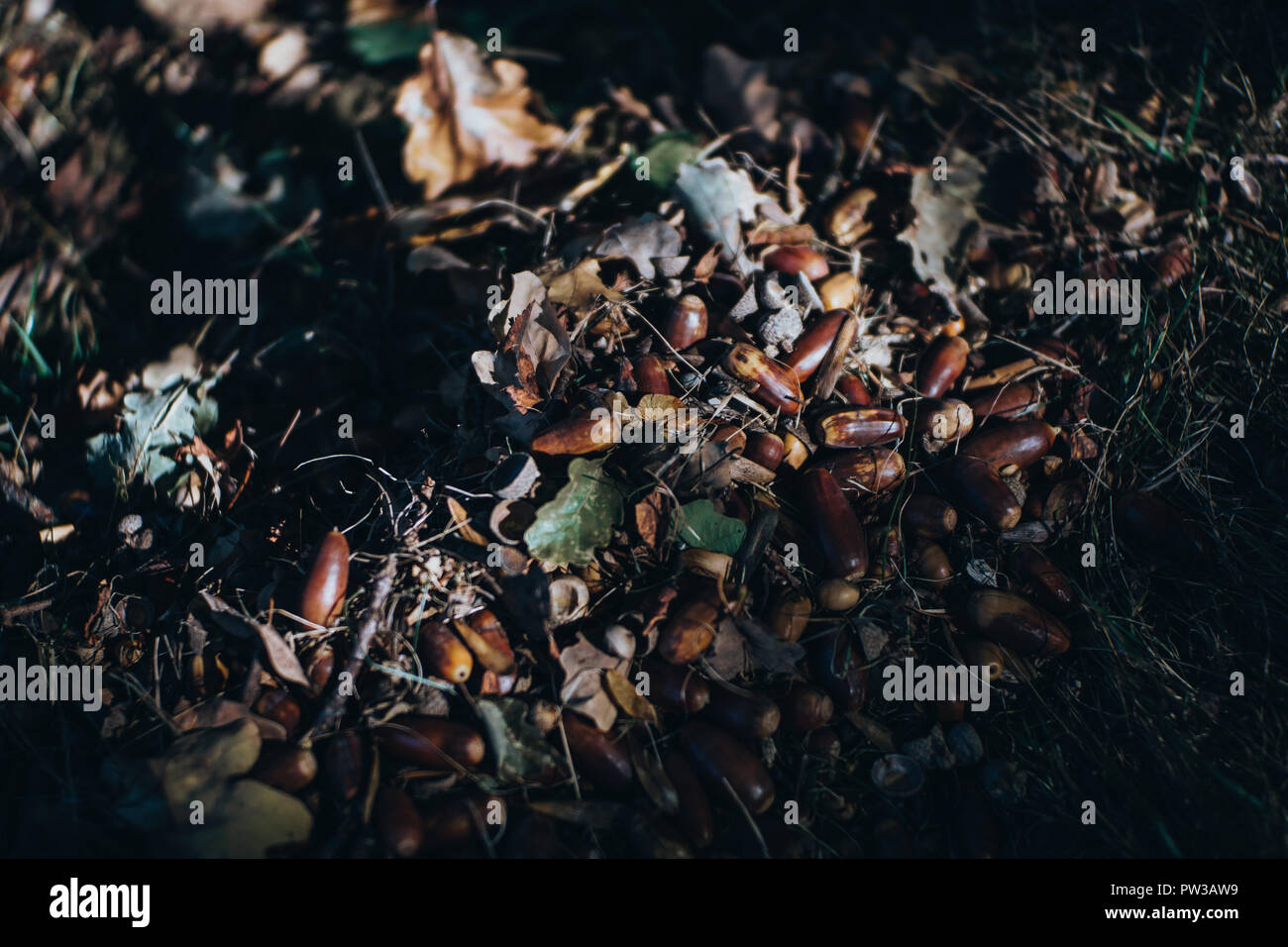 Acorns and leaves and ground hi-res stock photography and images - Alamy