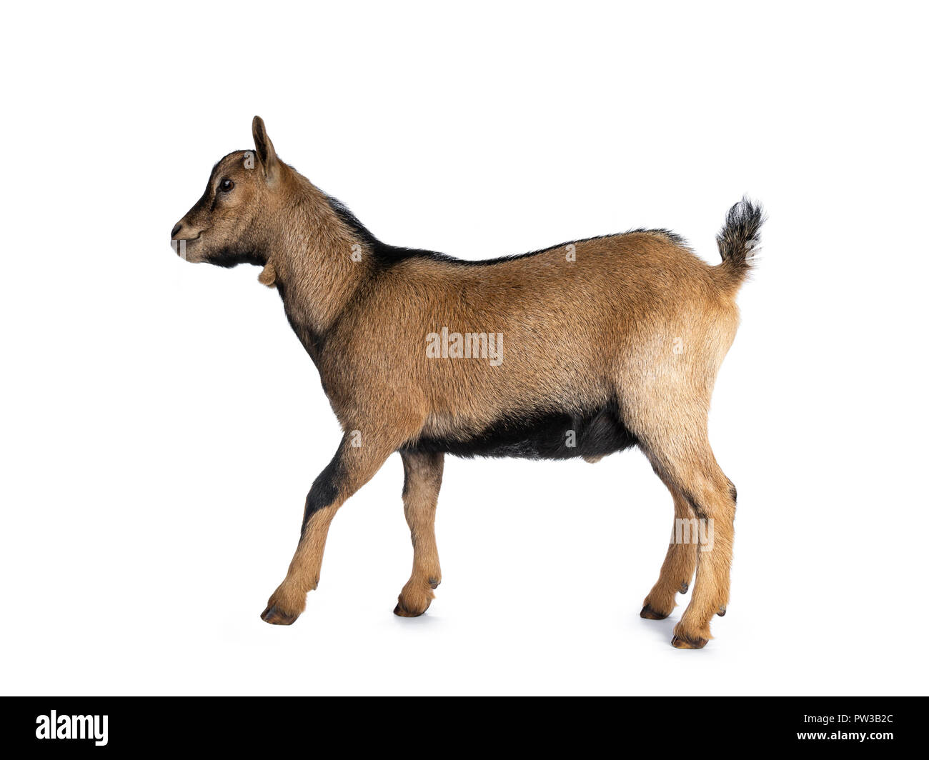 Brown agouti pygmy goat waling side ways lookingstraight ahead, isolated on white background Stock Photo