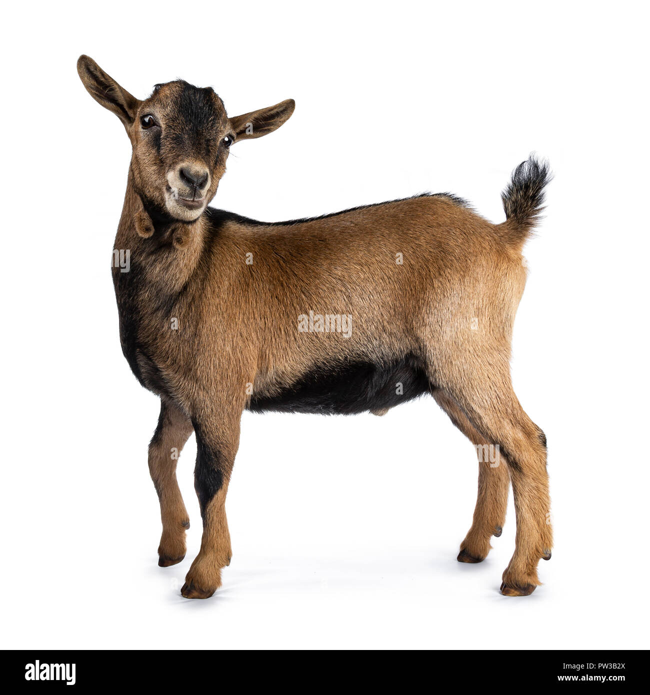 Brown agouti pygmy goat standing side ways with head turned and looking to camera, isolated on white background Stock Photo
