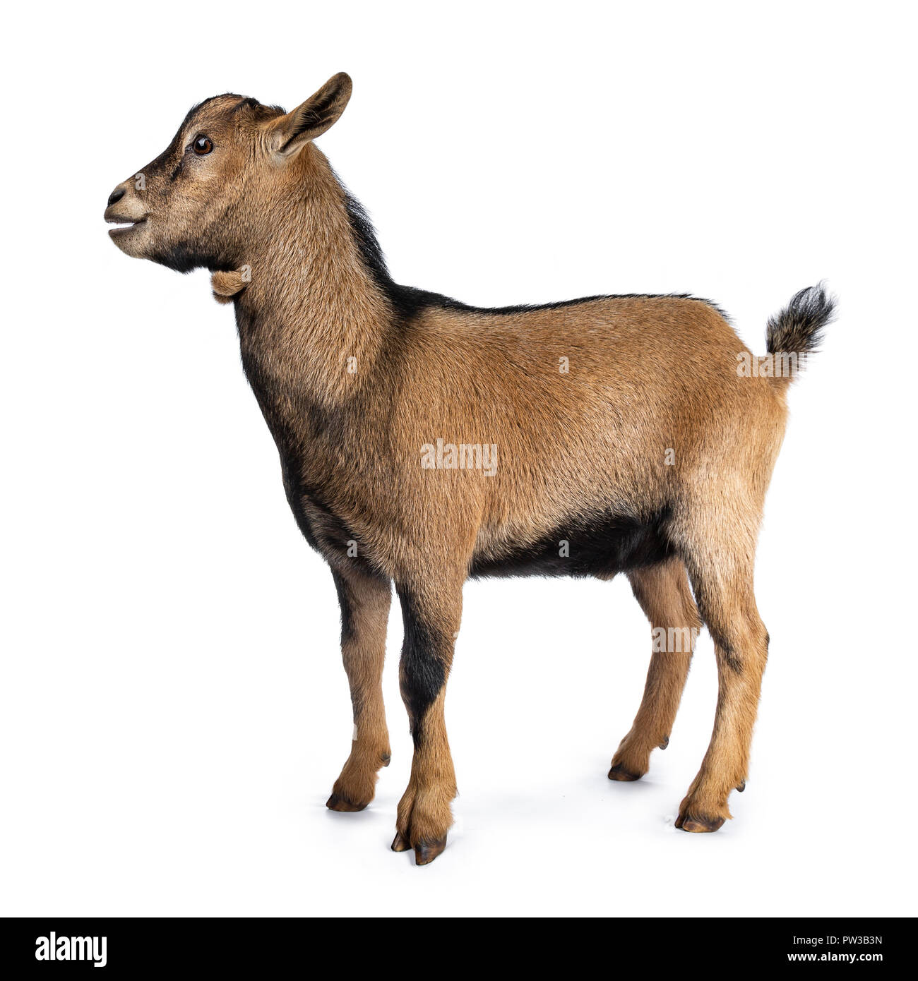 Brown agouti pygmy goat standing side way looking forwards with open mouth, isolated on white background Stock Photo