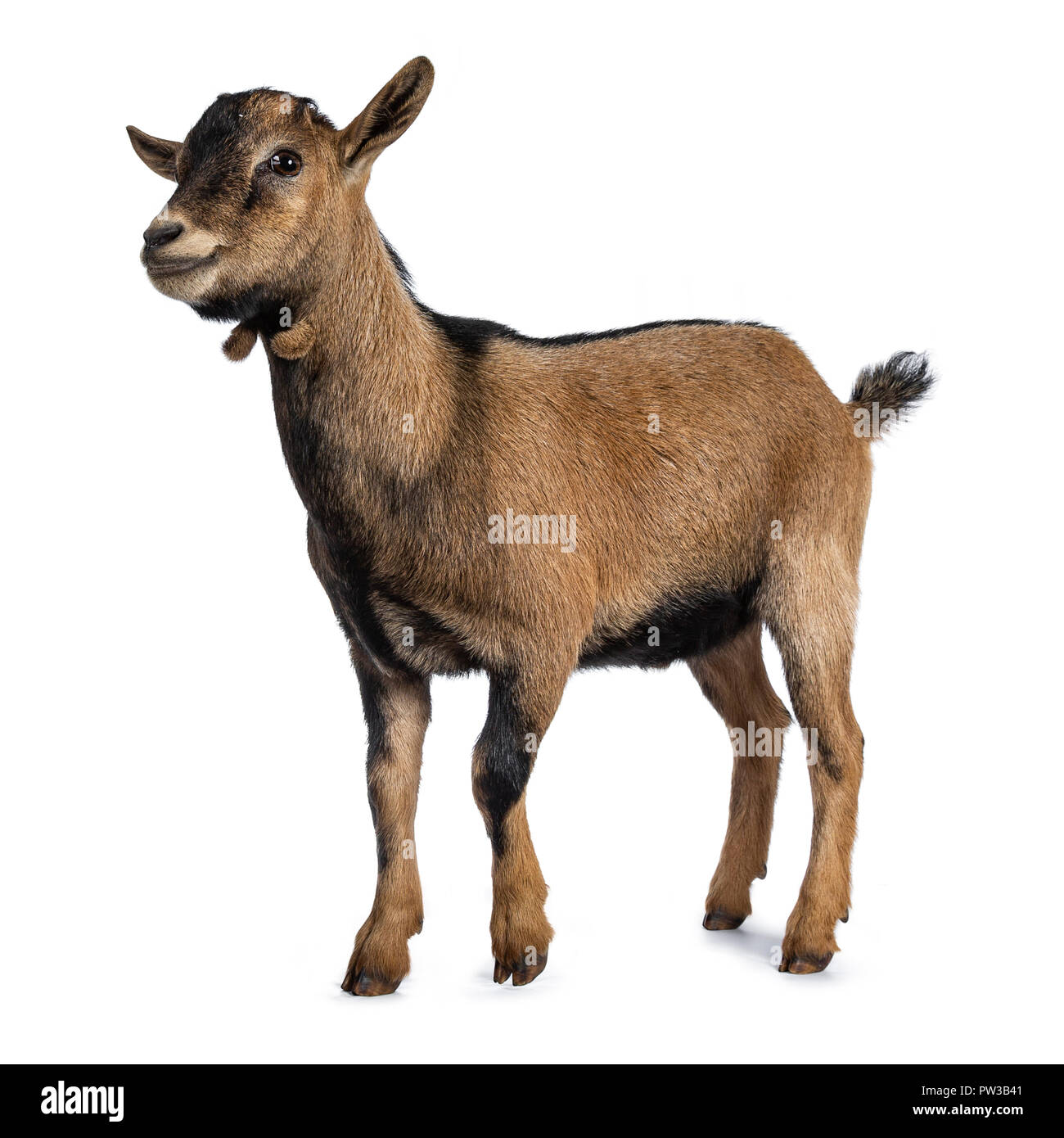 Brown agouti pygmy goat standing side way looking to camera, isolated on white background Stock Photo