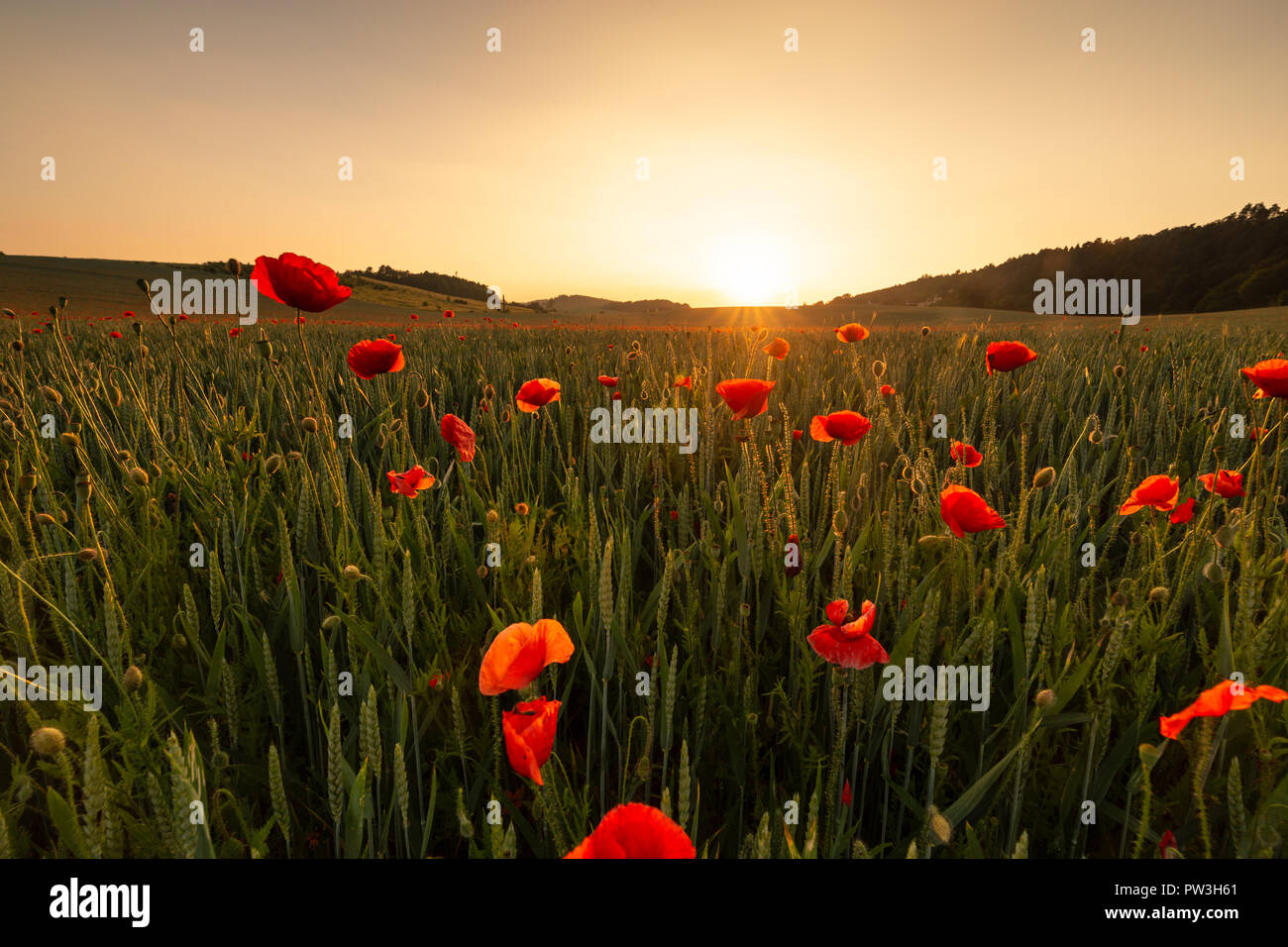 Poppy field with warm sunset at dusk in the Harz Stock Photo