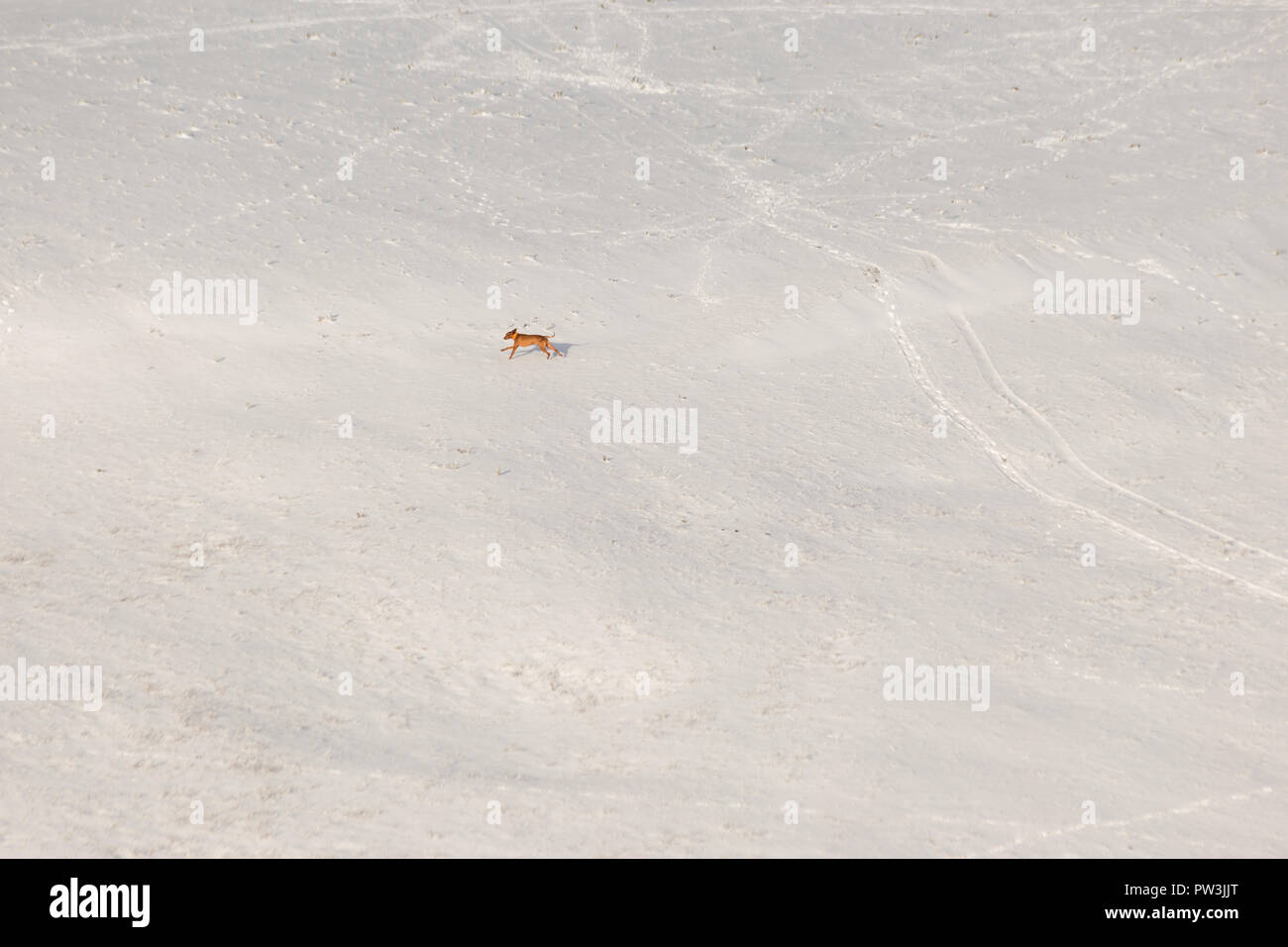 A dog running over a mountain field covered by snow Stock Photo