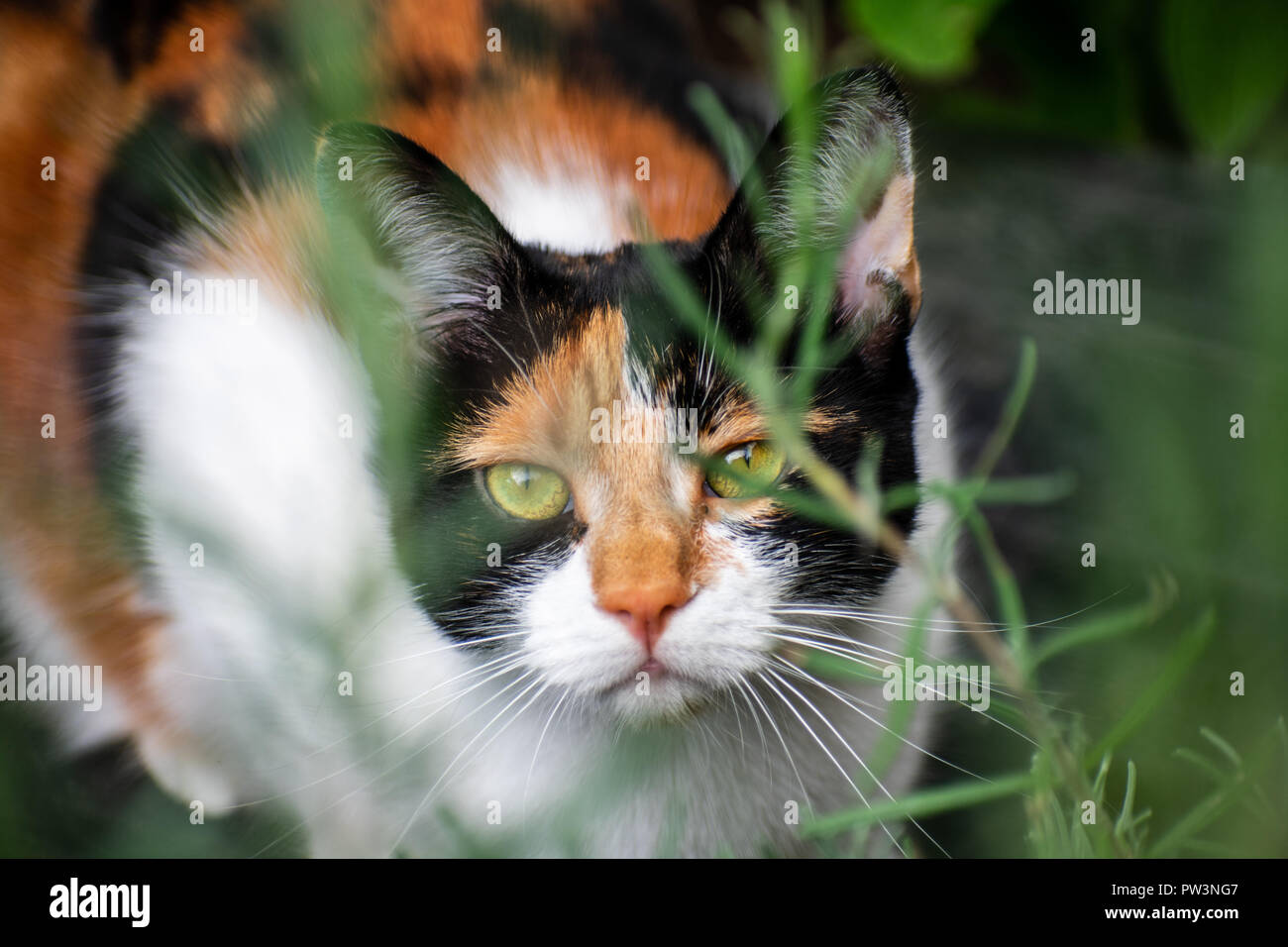 Tortoiseshell Calico Female Cat hiding in the plants. Stock Photo