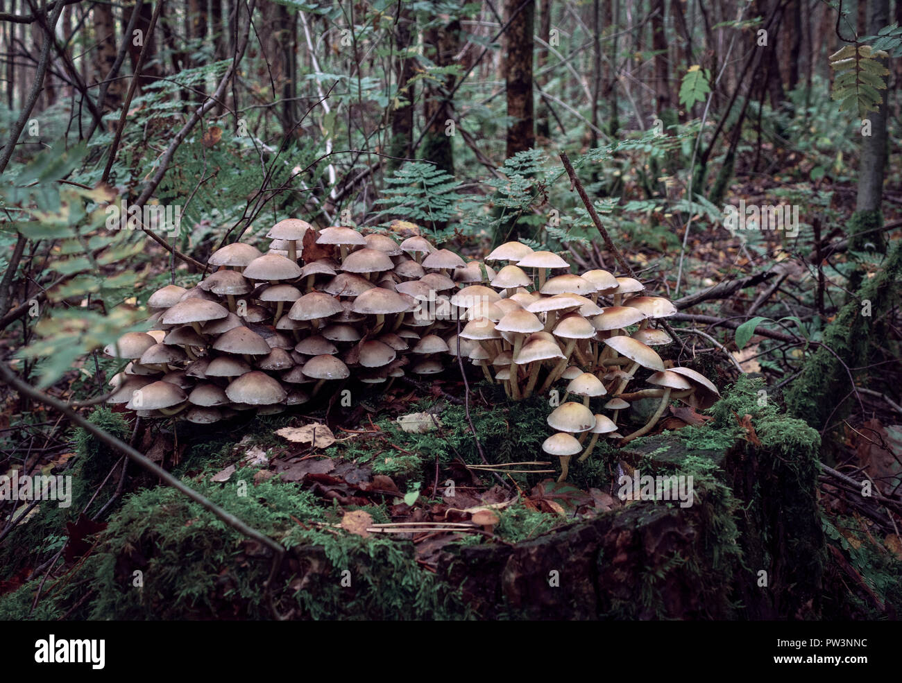 A cluster of wild toadstools on tree trunk Stock Photo