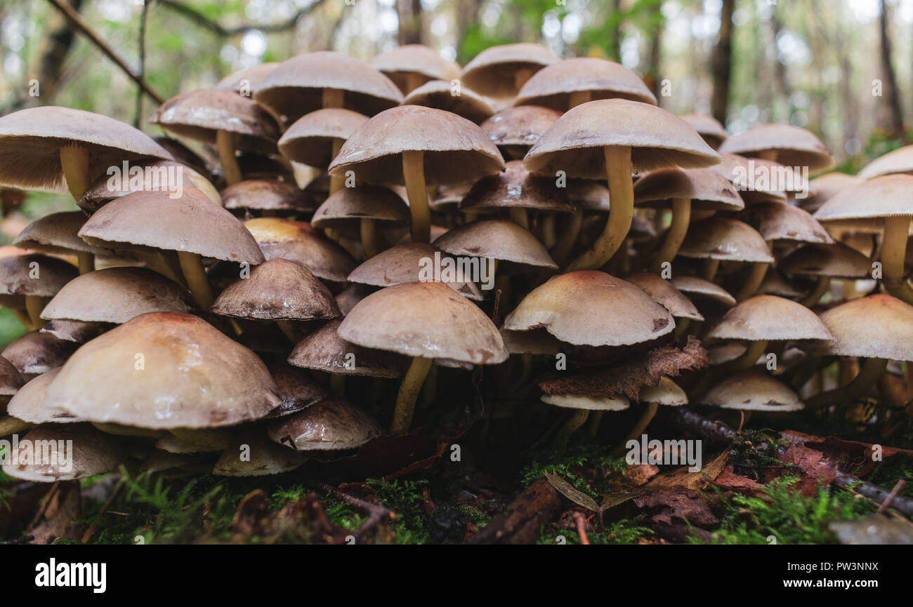 A cluster of wild toadstools, fungi Stock Photo