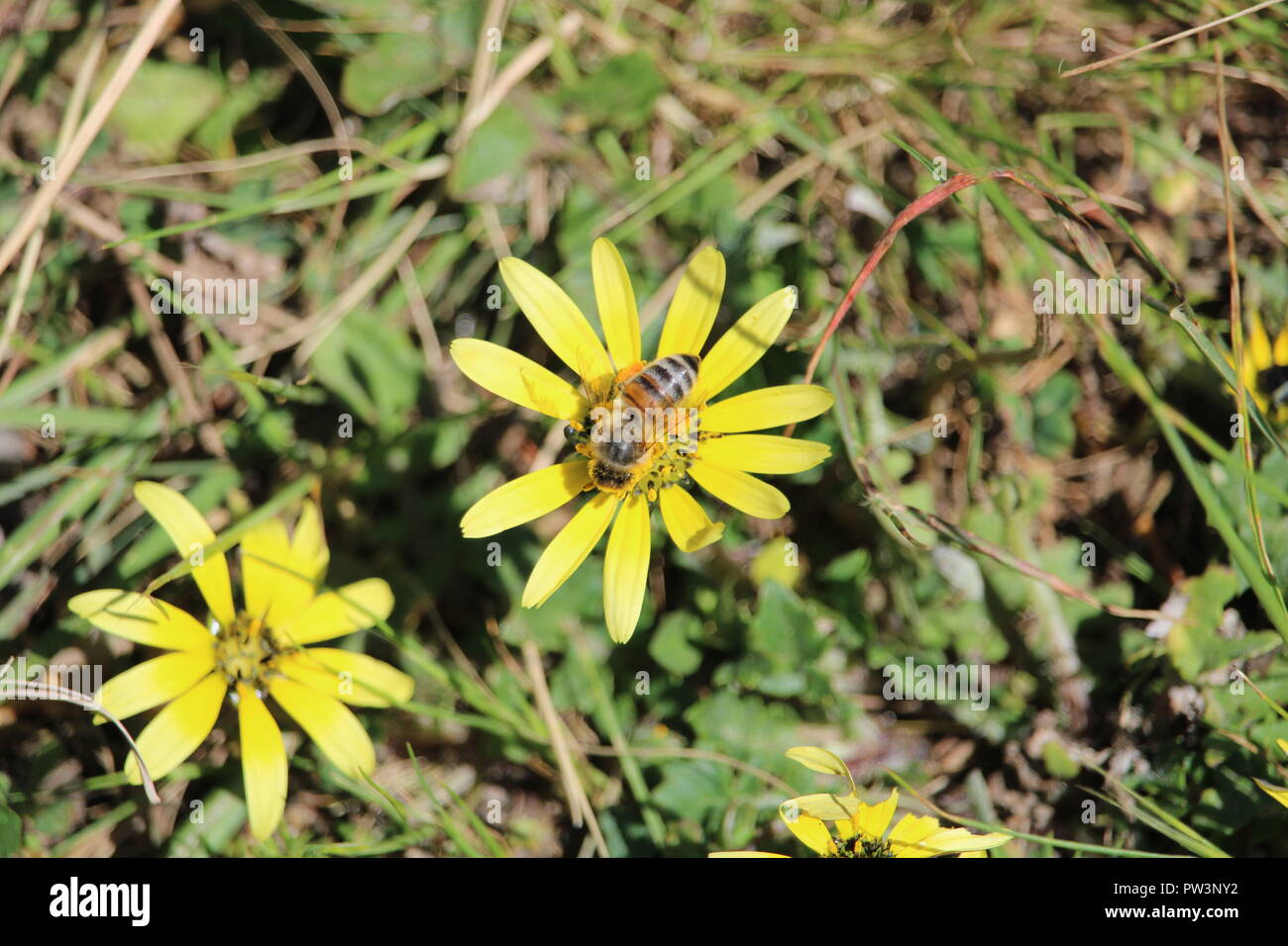 Honeybee covered in pollen Stock Photo - Alamy