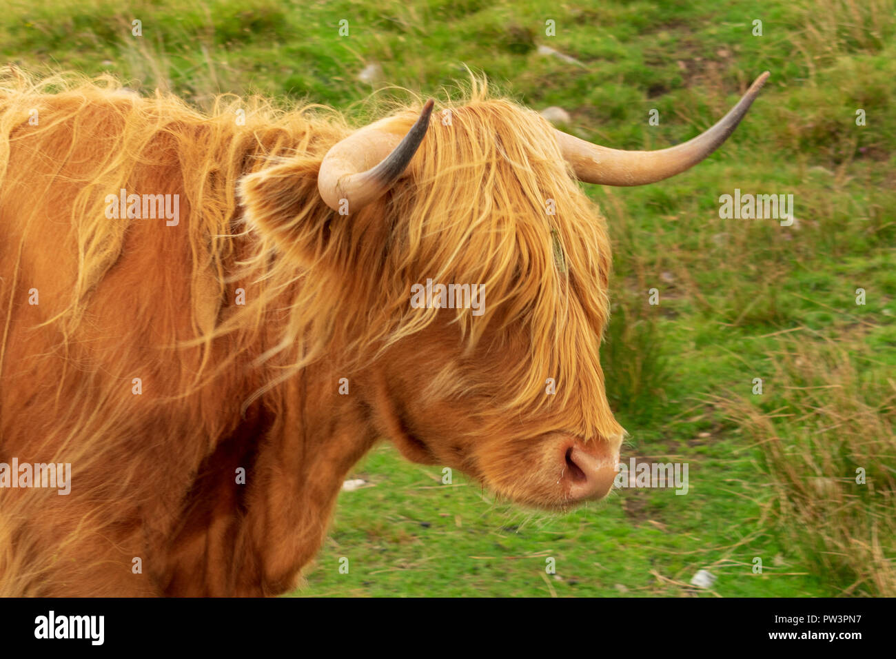 The famous Highland Cow Scotland Stock Photo - Alamy