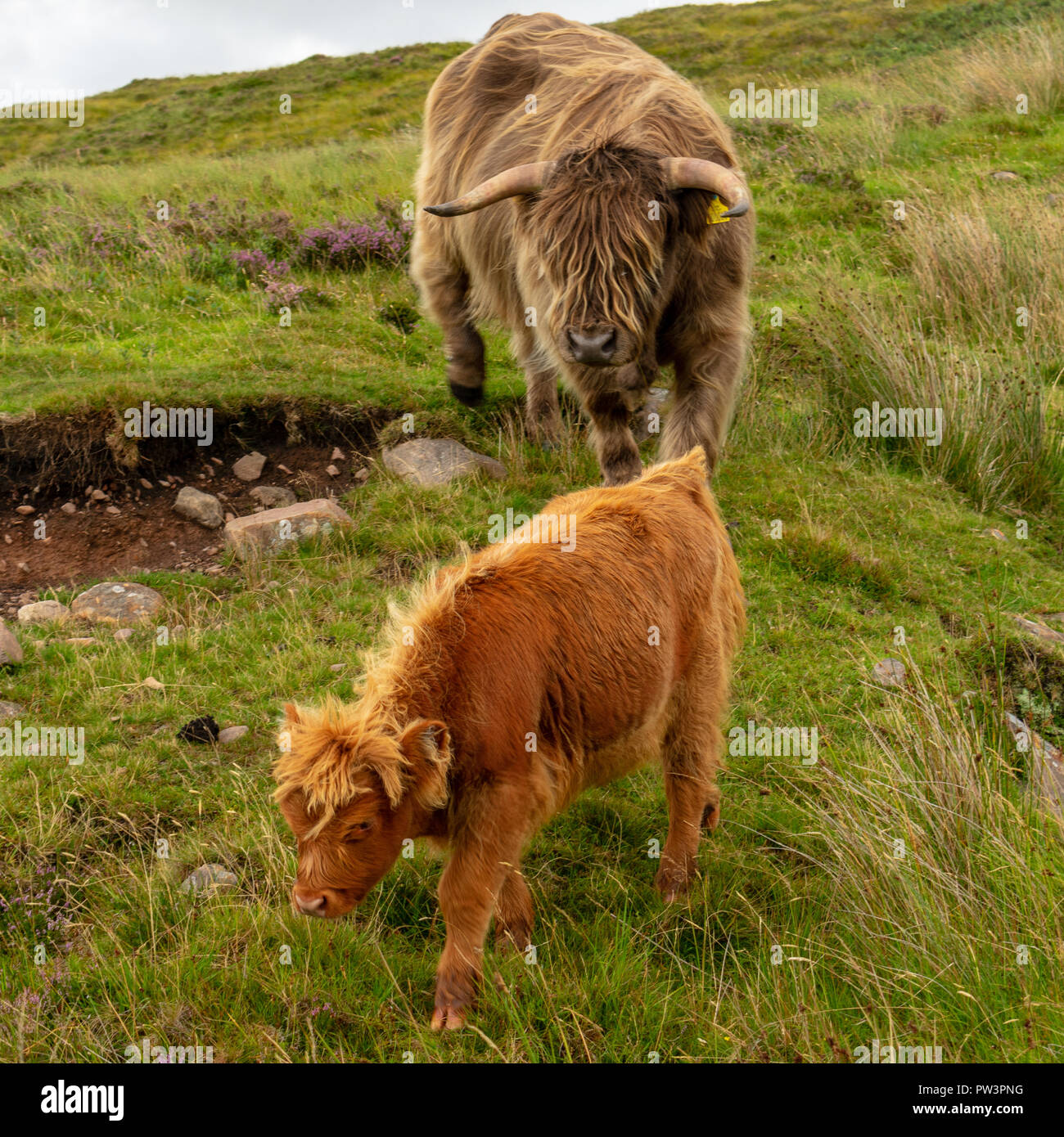 Scotland landscape highlands cow hi-res stock photography and images ...
