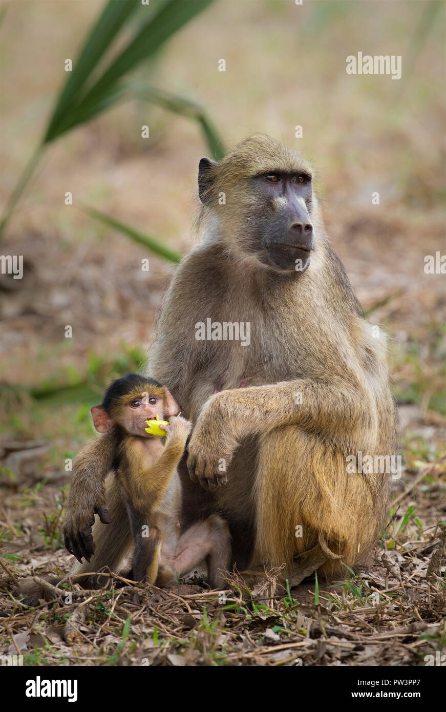 YELLOW BABOON (Papio cynocephalus) young playing with flower with mother, Gorongosa National Park, Mozambique. Stock Photo