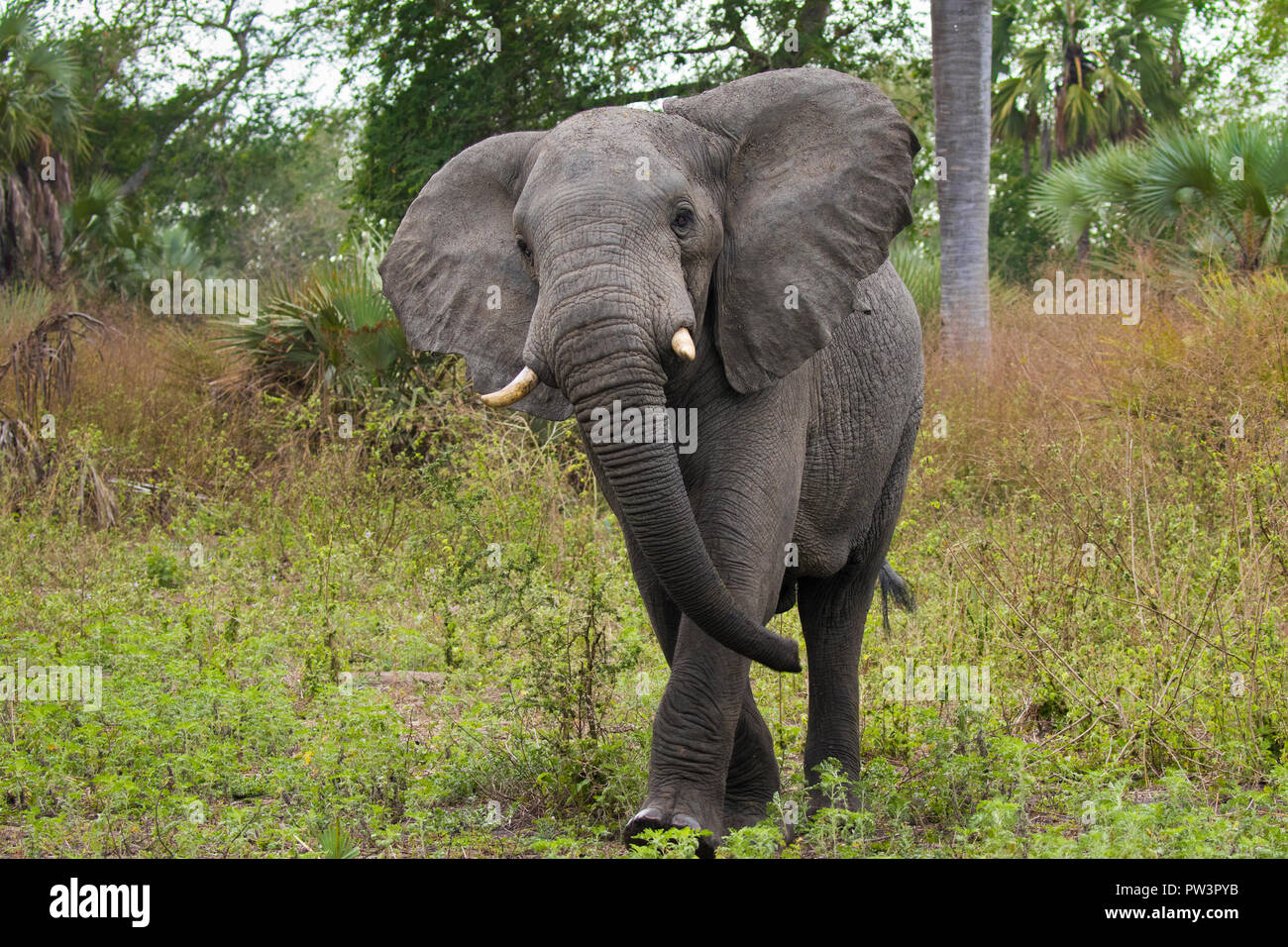 AFRICAN ELEPHANT (Loxodonta africana) male threat display, Gorongosa National Park, Mozambique. Vulnerable species Stock Photo