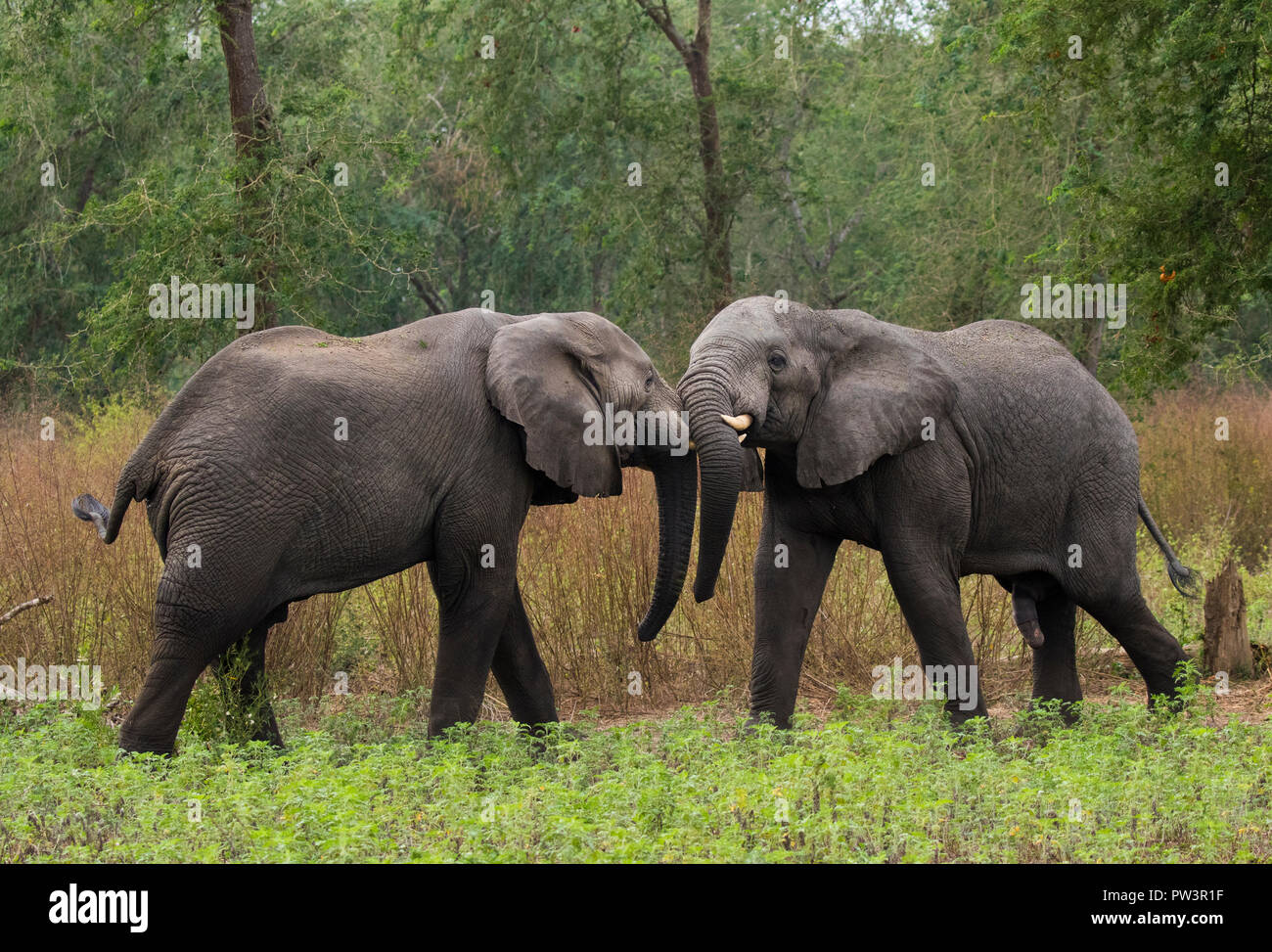 AFRICAN ELEPHANT (Loxodonta africana) two young males bonding, Gorongosa National Park, Mozambique. Vulnerable species Stock Photo