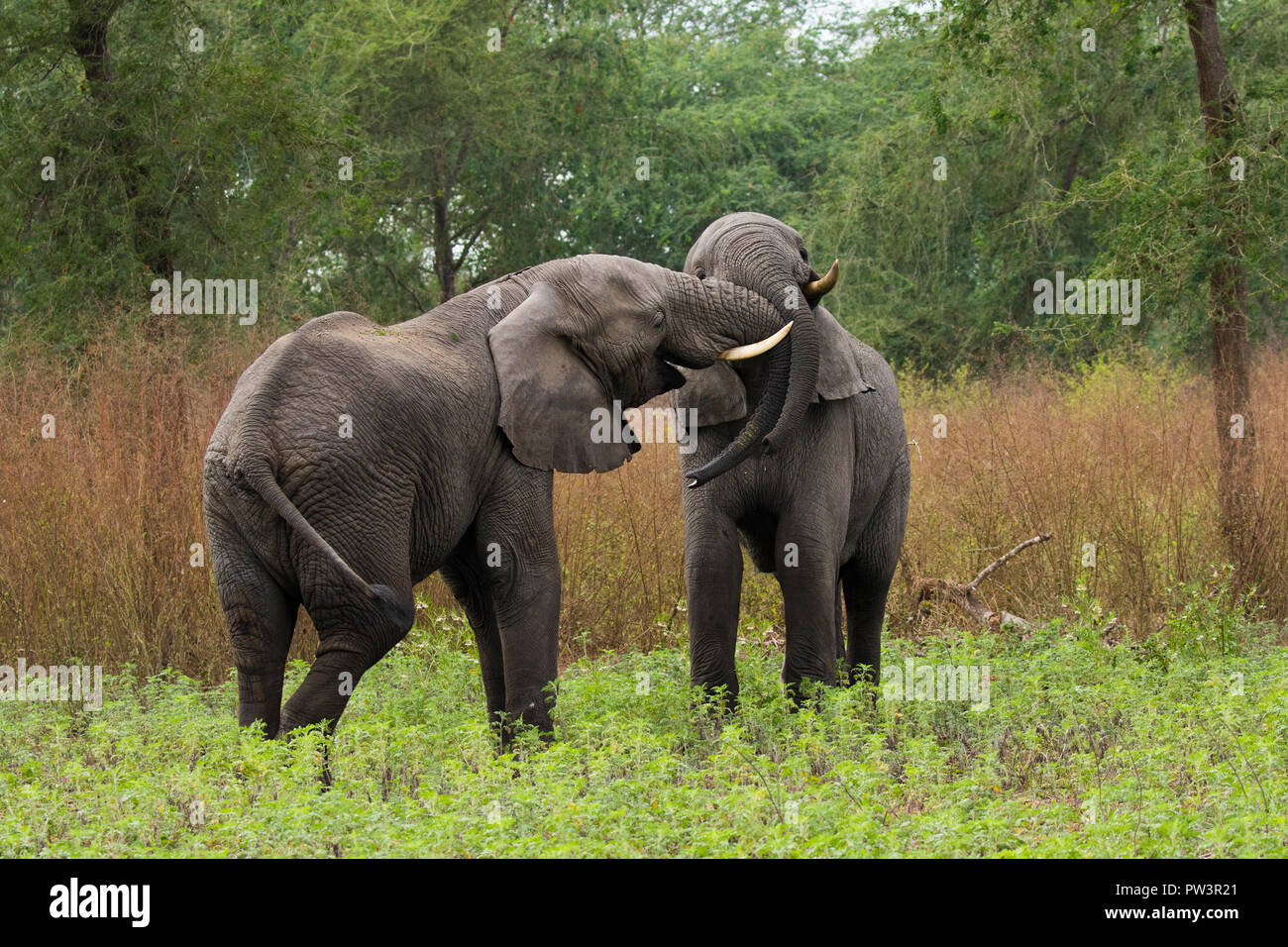 AFRICAN ELEPHANT (Loxodonta africana) two young males bonding, Gorongosa National Park, Mozambique. Vulnerable species Stock Photo