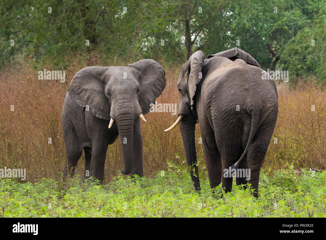 AFRICAN ELEPHANT (Loxodonta africana) two young males interacting, Gorongosa National Park, Mozambique. Vulnerable species Stock Photo