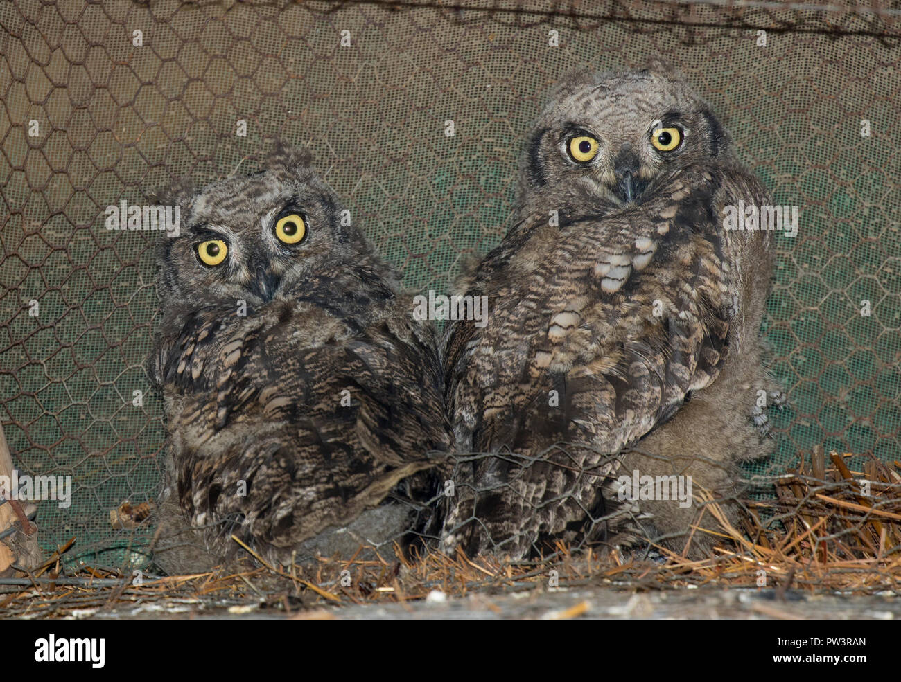 SPOTTED EAGLE-OWL (Bubo africanus) chicks at nest in roof of tourist accomodation, Chitengo, Gorongosa National Park, Mozambique. Stock Photo