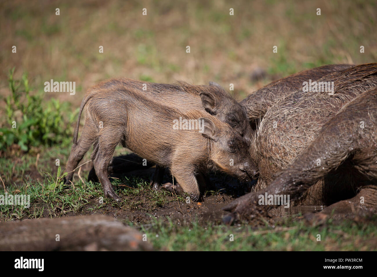 COMMON WARTHOG (Phacochoerus africanus) young suckling, Gorongosa National Park, Mozambique. Stock Photo