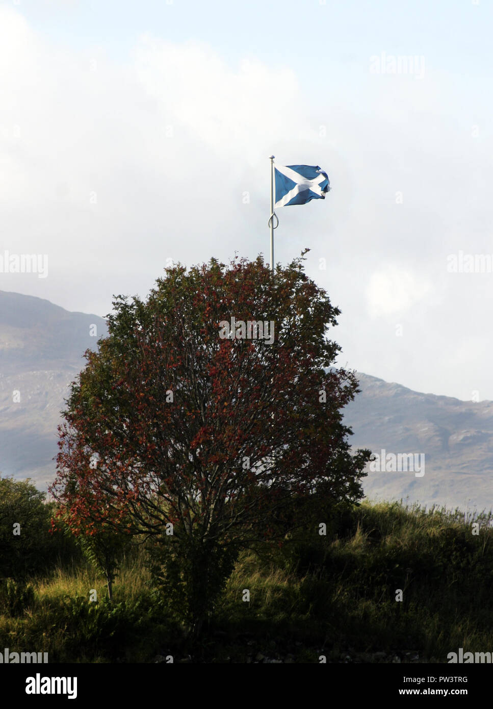 A tree declares its independence by flying the Saltire which is Scotland's national flag. Stock Photo