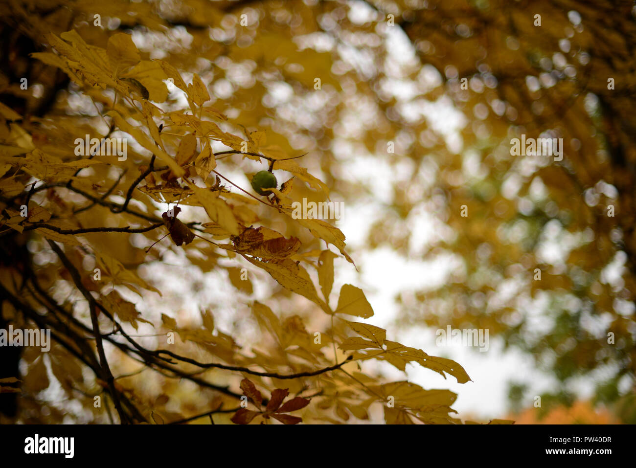 Branches of the trees hires stock photography and images Alamy