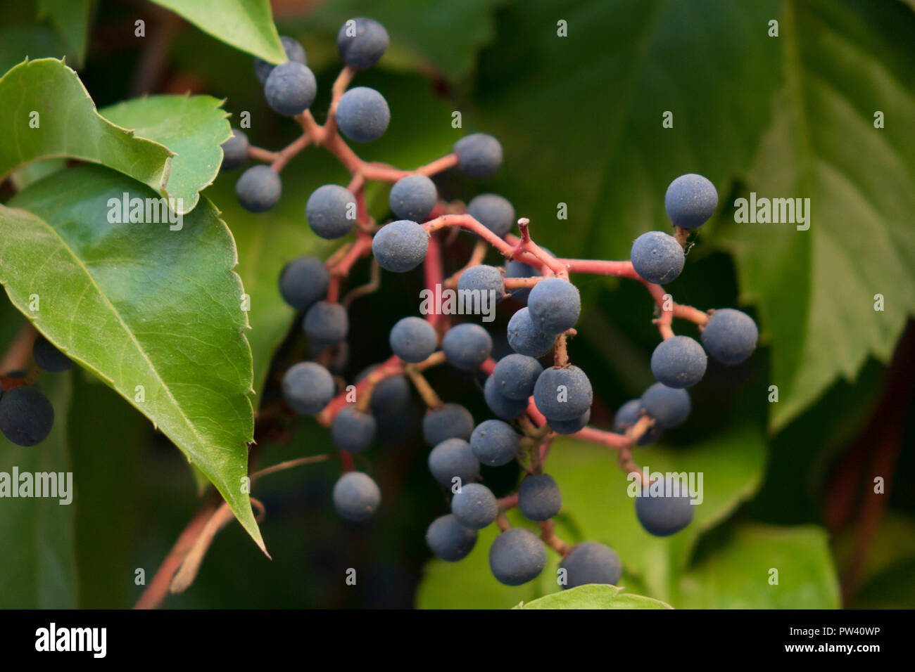 fruits of Virginia creeper, Parthenocissus quinquefolia Stock Photo