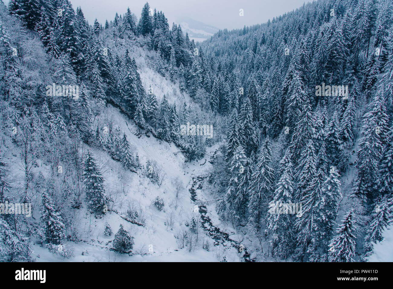 View of snow covered pine forest in Switzerland. Stock Photo