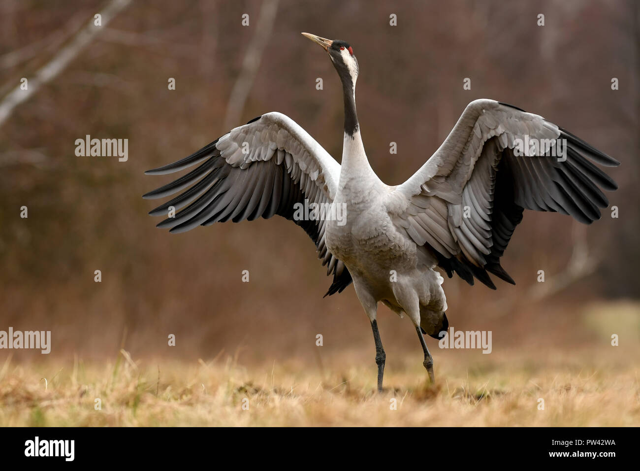 Common crane (Grus grus Stock Photo Alamy