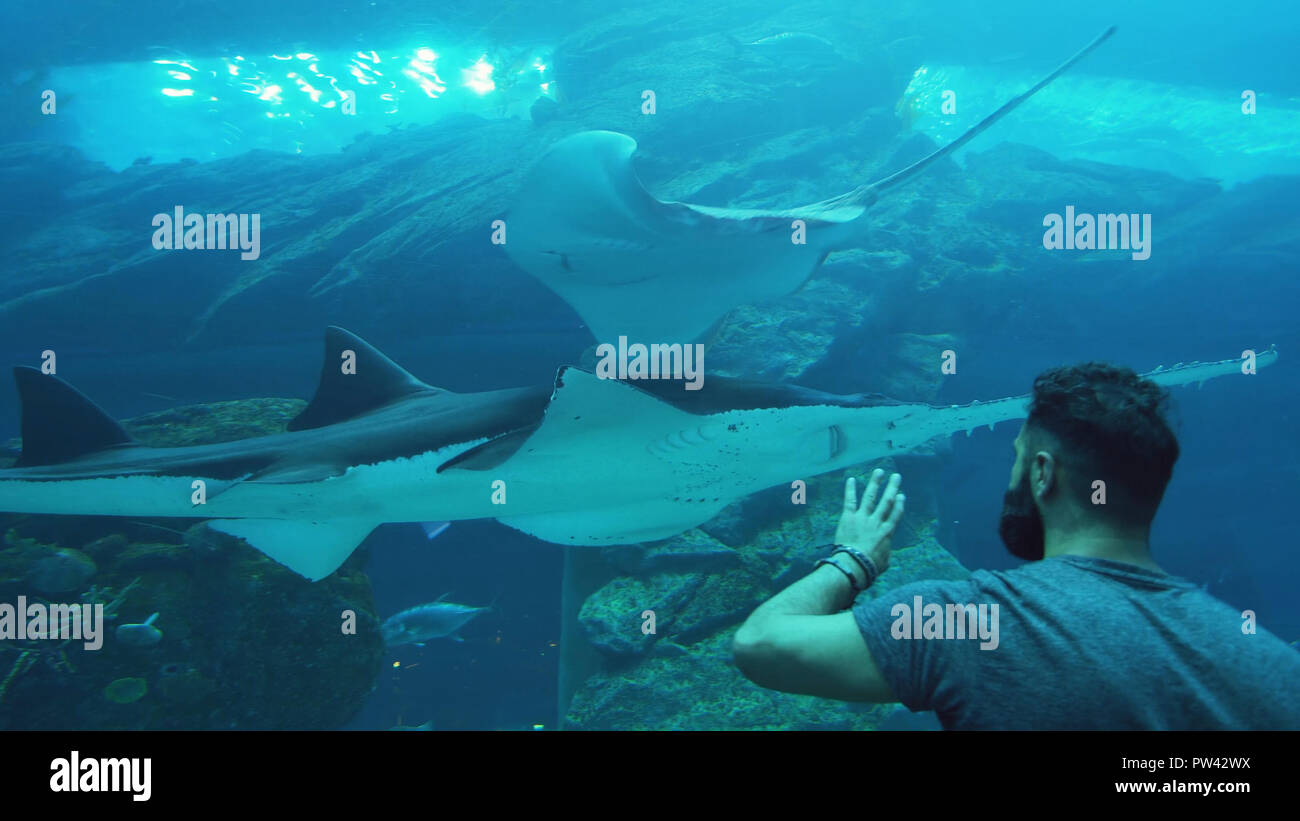 People admire the marine life in the glass tunnel of the Aquarium in Dubai Mall Stock Photo