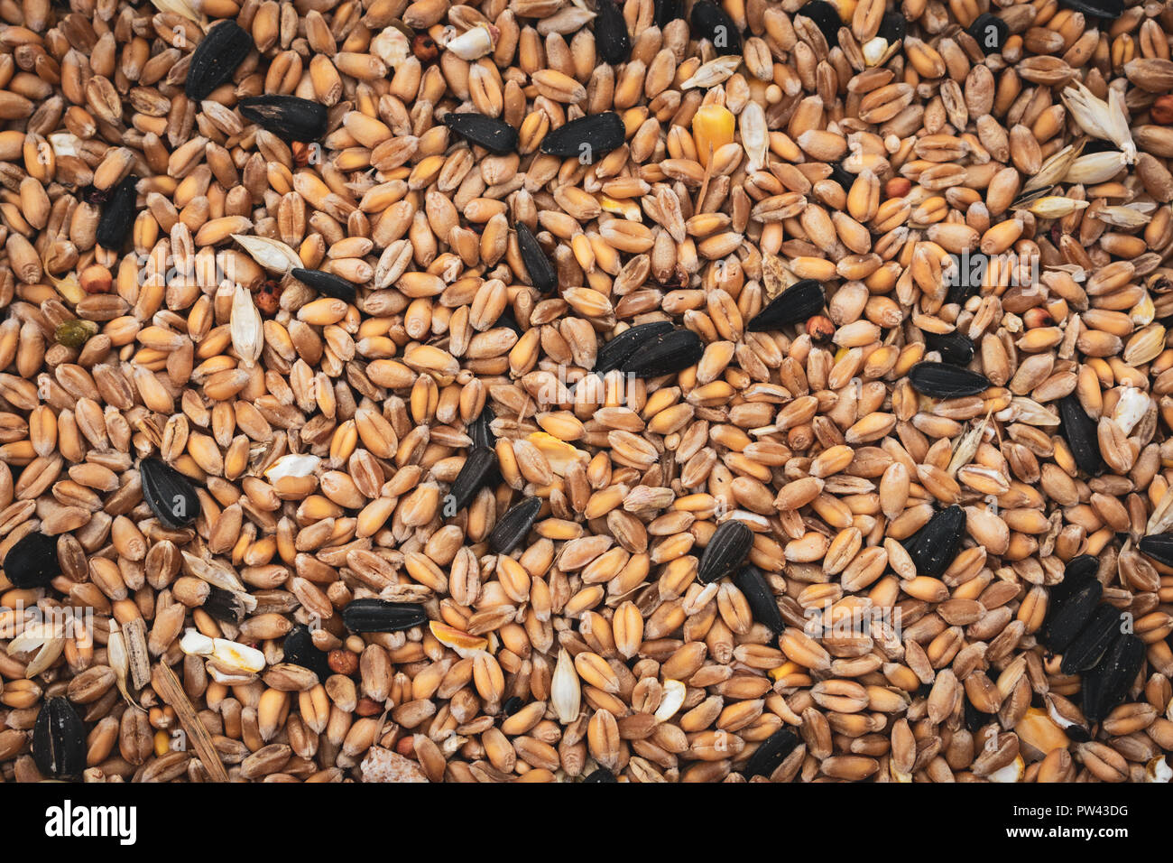 Mixture of bird seed, backgrounds Stock Photo Alamy